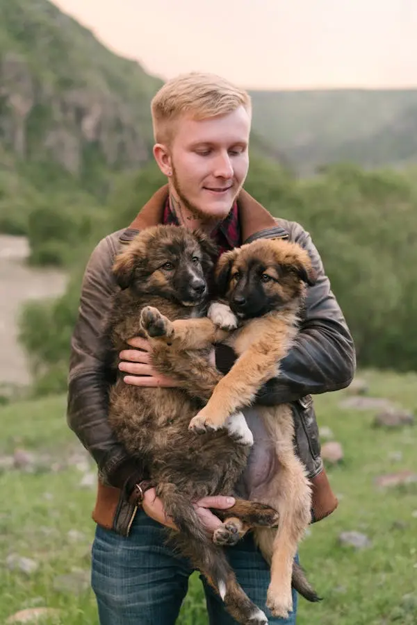 breeding German shepherds