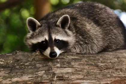 Raccoon Removal in Urban Parks Effective Strategies and Best Practices