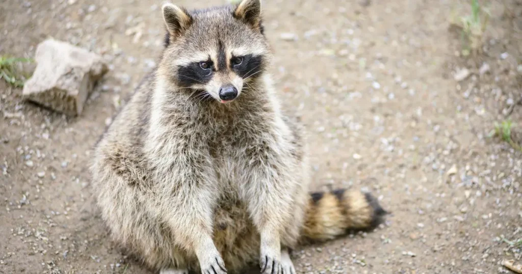 Raccoon Removal in Urban Parks Effective Strategies and Best Practices 