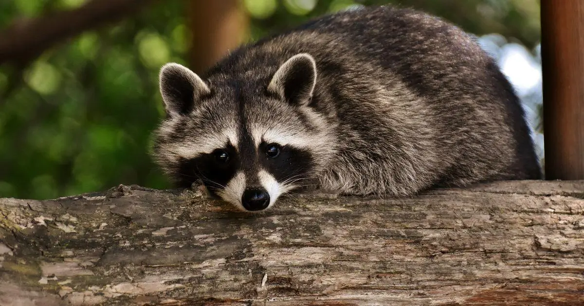 Raccoon Removal in Urban Parks Effective Strategies and Best Practices