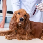 Recognising Lungworm Symptoms in Dogs