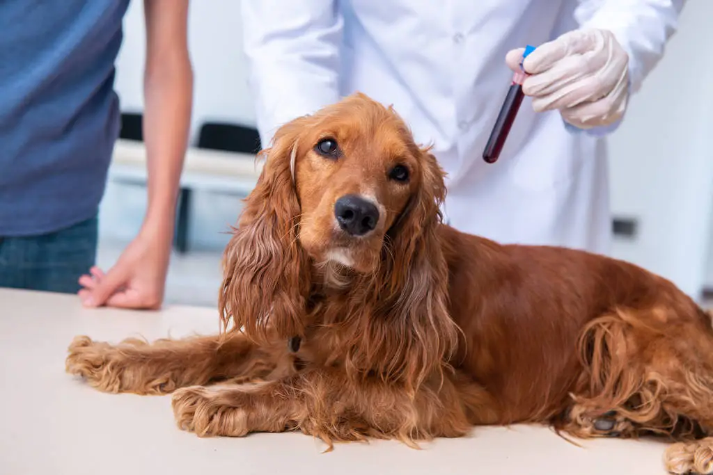 Recognising Lungworm Symptoms in Dogs