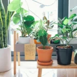 How to Combine Houseplants and C