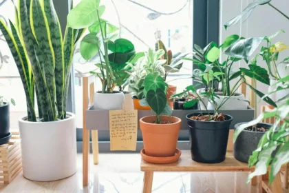 How to Combine Houseplants and C