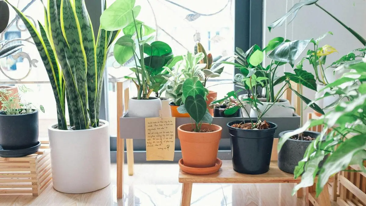 How to Combine Houseplants and C