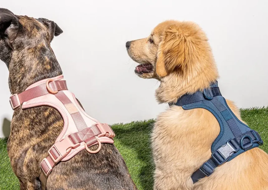 How to Ensure Comfort and Safety for Your Pet with the Right Harness